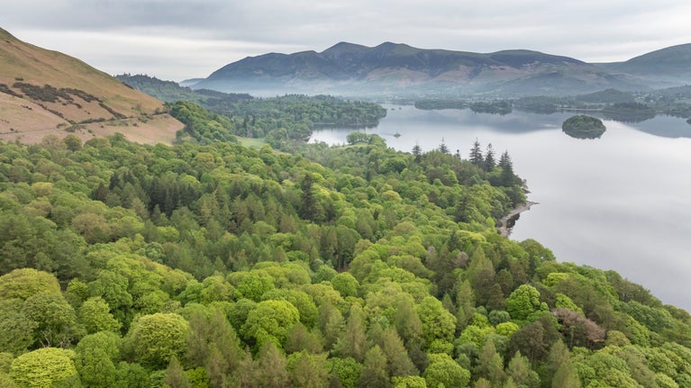 A view of Brandelhow Woodland on the west shore of Derwentwater in the Lake District